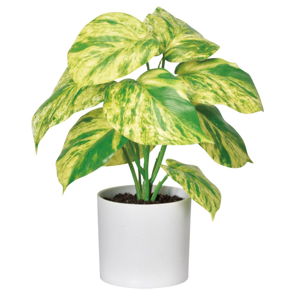 ポトス（ポット付）