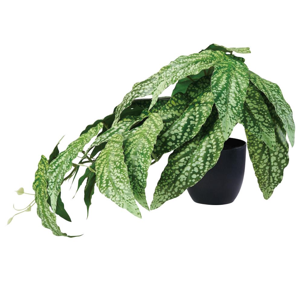 ベゴニア（ポット付）