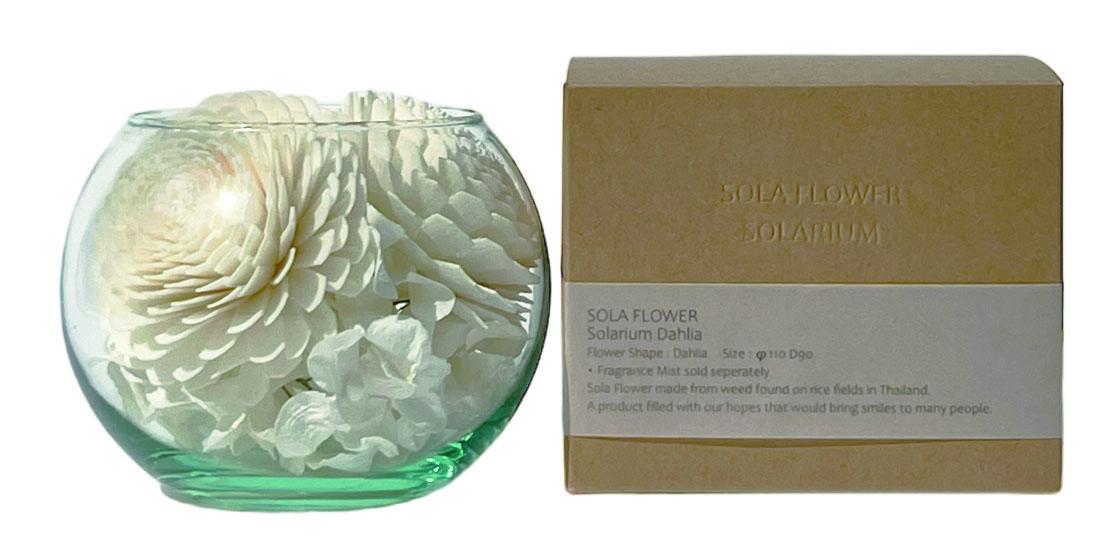 Sola Flower ソラフラワー ソラリウム Dahlia ダリア
