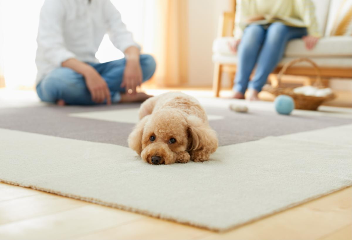 毛足が長いジョイントラグ　ピタぺトモ