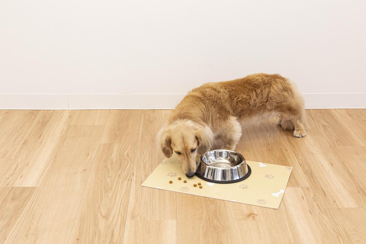  拭ける カットできる  ラクぺトモ　ランチョンマット