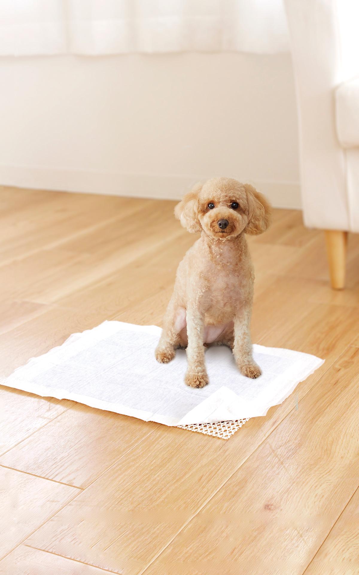 すべり止めネット　スベラックス ペット