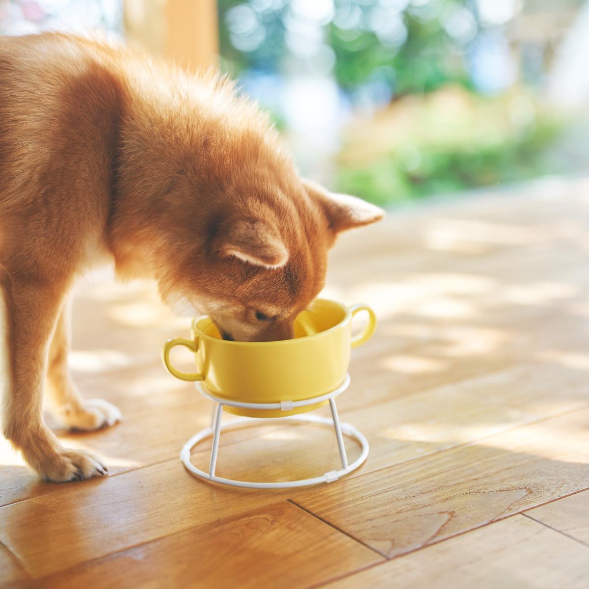 Food bowl Lサイズ　3種　フードボウル　小型犬用　早食い抑制　専用スタンド