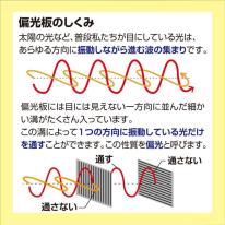 偏光板